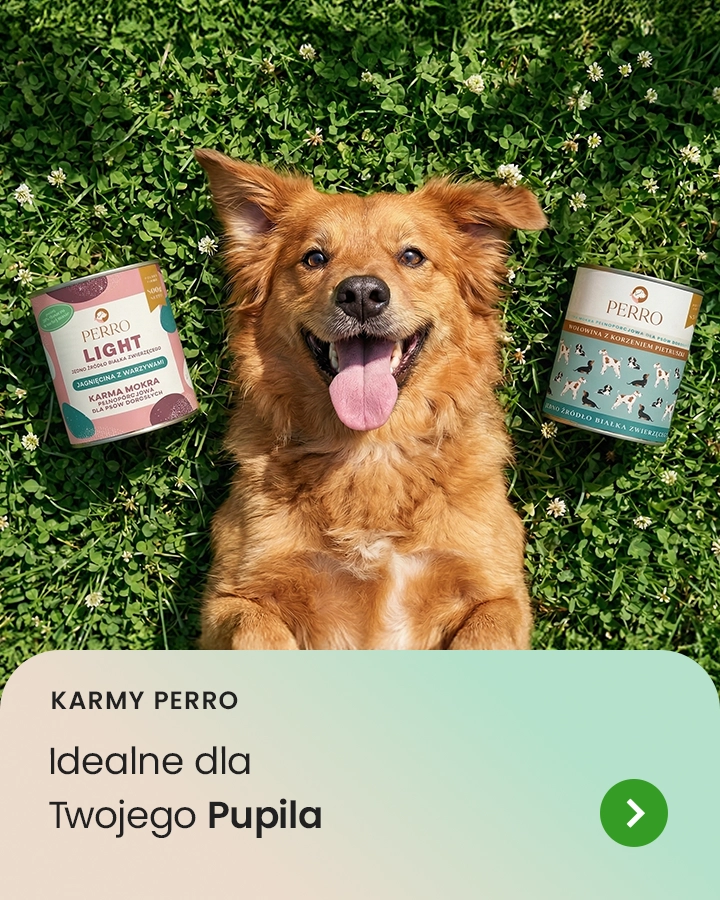 karmy Perro idealne dla Twojego pupila