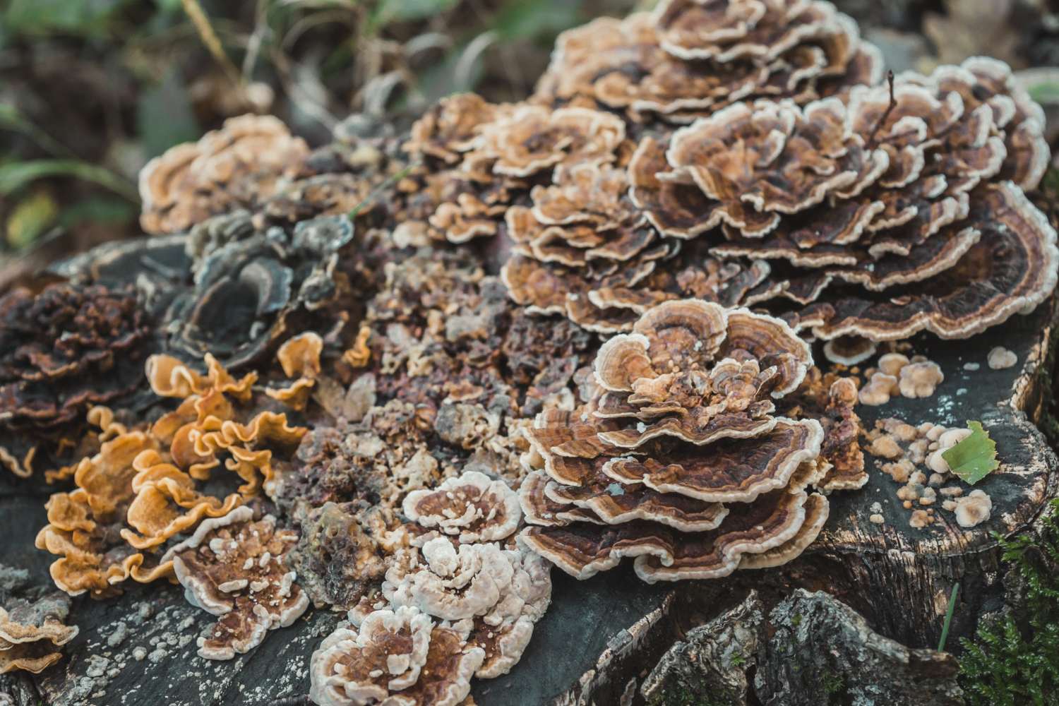 Grzyb maitake – właściwości. Jak działa?
