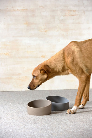 PALOPA Miska dla psa porcelanowa Cali taupe