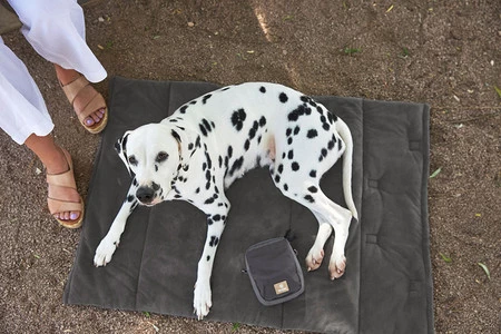 PALOPA Mata dla psa Alma anthracite S