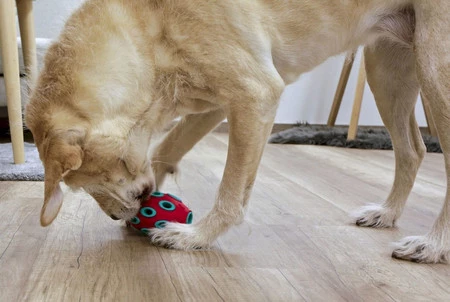 KERBL Rugby ToyFastic Zabawka na przysmaki dla psa