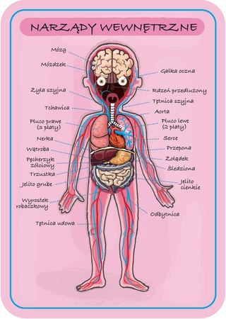 Janod Układanka magnetyczna Ciało człowieka