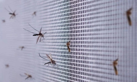 BROS siatka na okno 130x150 kolor czarny