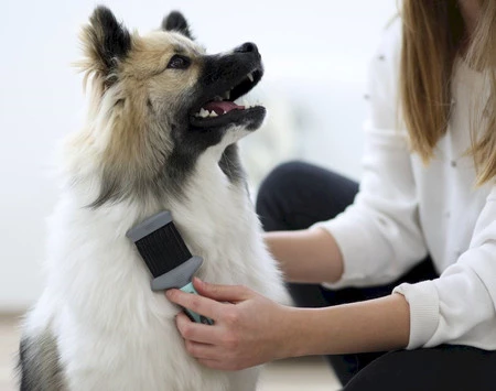 KERBL Szczotka dwustronna dla psów metalowe ząbki 19 x 7cm