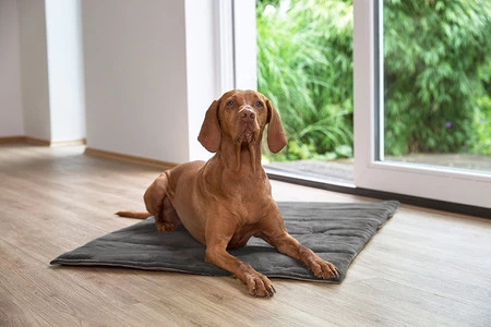 PALOPA Mata dla psa Alma anthracite S