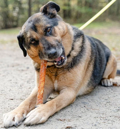 CANAGRI PET Patyk ze skóry wołowej z Kurczakiem 320g