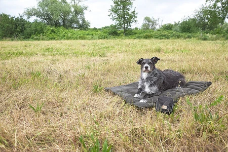 PALOPA Mata dla psa Alma anthracite S