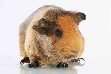 MC - Miska na wodę dla zwierzaka 15 cm, Lettered