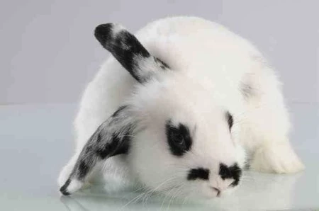 MC - Miska dla królika 13 cm, Petware Cane