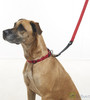 BUSTER NEOPRENE BUNGEE Smycz Zielona S/M 120cm