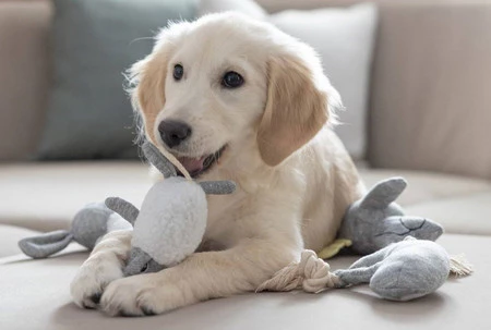 KERBL Owca Zabawka pluszowa dla szczeniąt