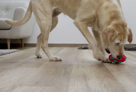 KERBL Rugby ToyFastic Zabawka na przysmaki dla psa