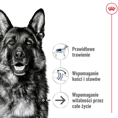 ROYAL CANIN Maxi Ageing 8+ L 15kg