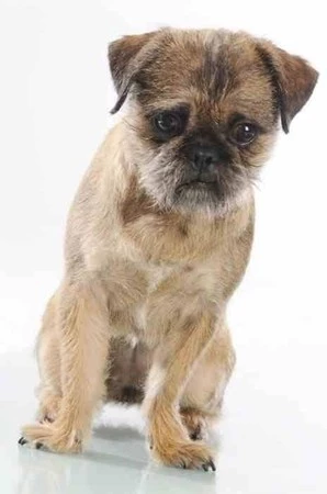 MC - Miska na wodę dla zwierzaka 15 cm, Lettered