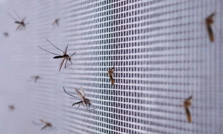 BROS siatka na okno na owady 130x150 kolor: biała