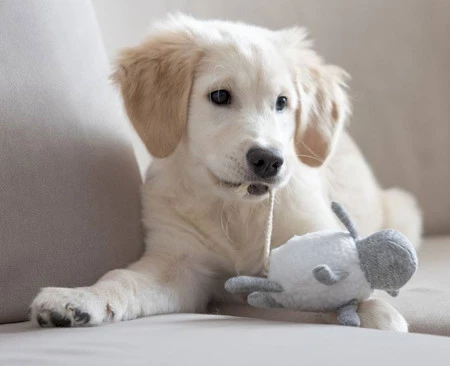 KERBL Owca Zabawka pluszowa dla szczeniąt