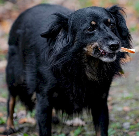 CANAGRI PET Kanapka z Kurczakiem i Dorszem 500g