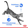 ROYAL CANIN Indoor Sterilised w sosie 85g
