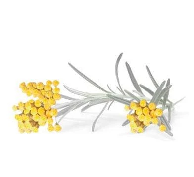 Nikel, Bogaty krem odżywczy do twarzy z wyciągiem z kwiatu Immortelle, 50 ml