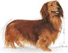 ROYAL CANIN Dachshund Jamnik Adult 1,5kg