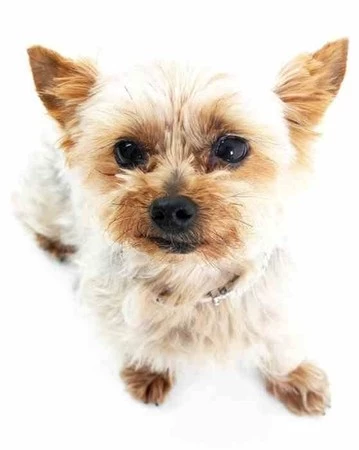 MC - Miska na karmę dla psa 20cm, szara, PetWare