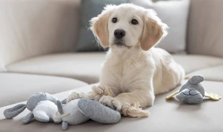 KERBL Owca Zabawka pluszowa dla szczeniąt