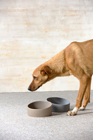 PALOPA Miska dla psa porcelanowa Cali taupe