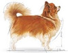 ROYAL CANIN Chihuahua Adult 500g