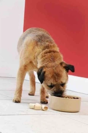 MC - Miska dla psa 20 cm, Petware Cane