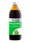 Skrzyp Polny