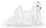 ROYAL CANIN Maltese Maltańczyk Adult 1,5kg