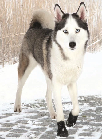 TRIXIE Walker Active buty ochronne L 2szt.