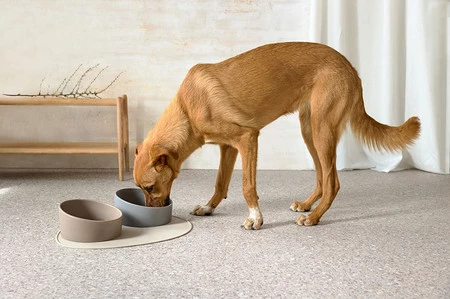 PALOPA Miska dla psa porcelanowa Cali taupe