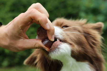 Geloren Small Dog 180g - Mieszanka uzupełniająca, żelki dla małych psów na stawy 60 szt.