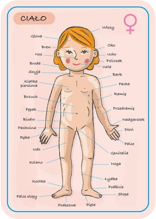 Janod Układanka magnetyczna Ciało człowieka