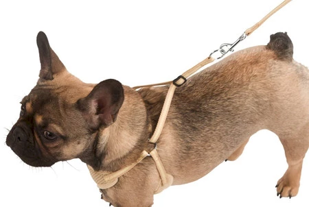 KERBL Uprząż dla szczeniąt ze smyczą Beżowa 24-44cm