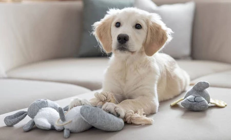 KERBL Zając Zabawka pluszowa dla szczeniąt