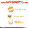 ROYAL CANIN Maine Coon Adult 400g
