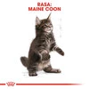 ROYAL CANIN Maine Coon Kitten 2kg