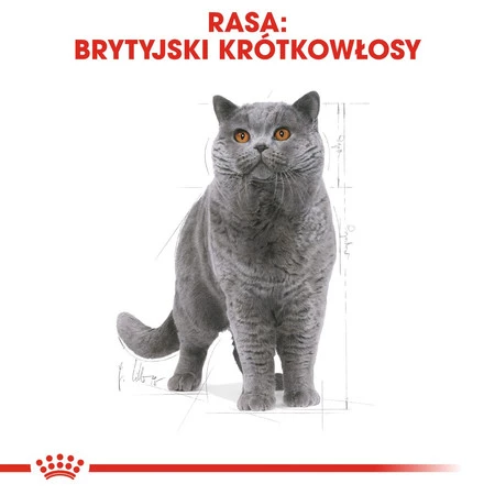 ROYAL CANIN British Shorthair Adult w sosie 85g