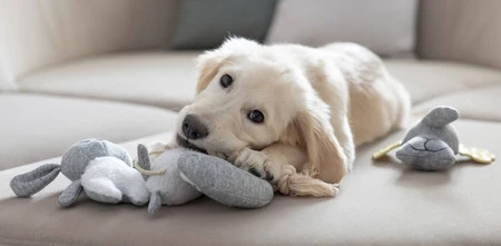 KERBL Owca Zabawka pluszowa dla szczeniąt