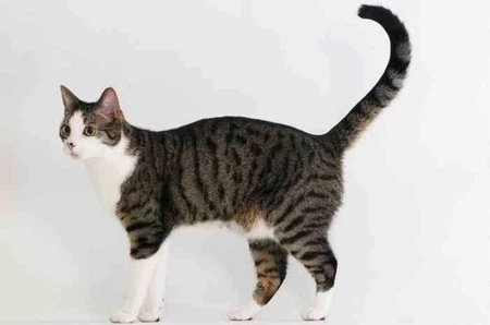 MC- Miska dla kota, szara PetWare