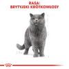 ROYAL CANIN British Shorthair Adult w sosie 85g
