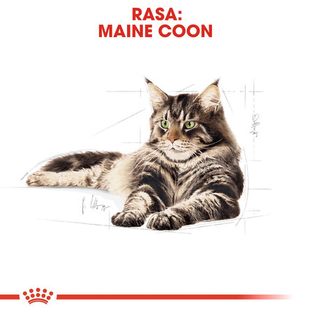 ROYAL CANIN Maine Coon Adult w sosie 85g