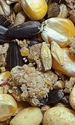 NATURAL-VIT Karma zimowa tłuszczowa dla dzikich ptaków