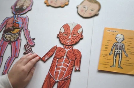 Janod Układanka magnetyczna Ciało człowieka