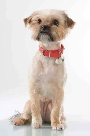 MC - Miska na karmę dla psa 20cm, szara, PetWare