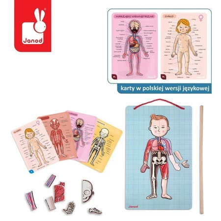 Janod Układanka magnetyczna Ciało człowieka