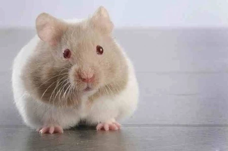 MC - Miska na wodę dla zwierzaka 15 cm, Lettered