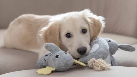 KERBL Zając Zabawka pluszowa dla szczeniąt